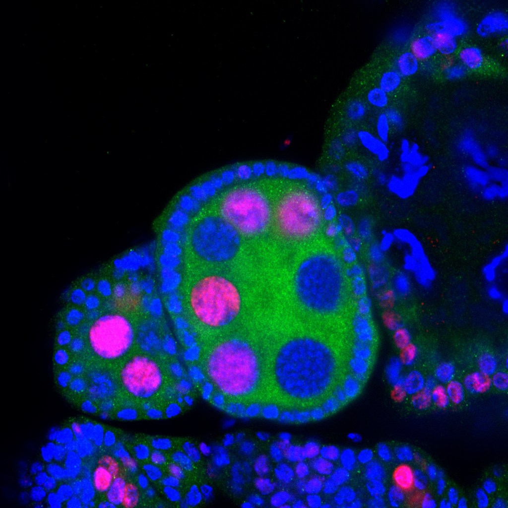 DNA damage in Drosophila oocytes