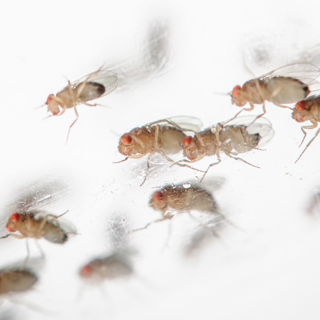 Adult Drosophila hanging out
