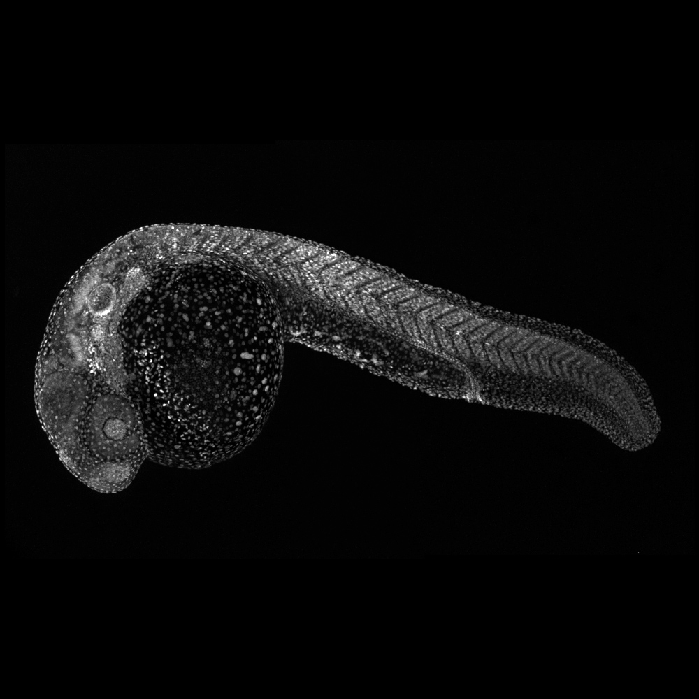 Zebrafish embryo